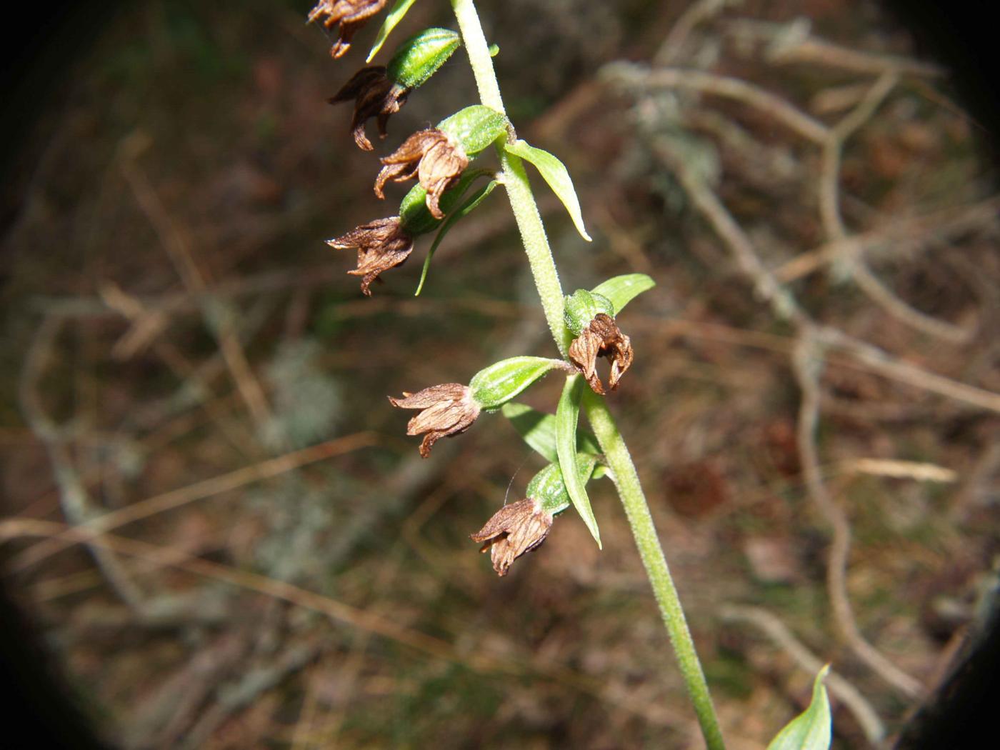 Helleborine, Outspread-leaved fruit